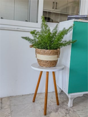 Tilki Kuyruğu Asparagus (Asparagus Densiflorus) – Doğal Salkım Zarafeti 🦊