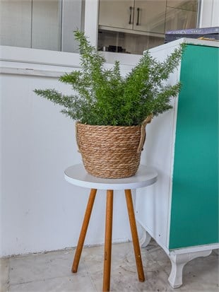 Tilki Kuyruğu Asparagus (Asparagus Densiflorus) – Doğal Salkım Zarafeti 🦊