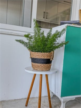 Tilki Kuyruğu Asparagus (Asparagus Densiflorus) – Doğal Salkım Zarafeti 🦊