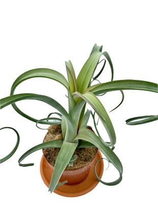 Tillandsia Curly Slim Kıvırcık Hava Bitkisi