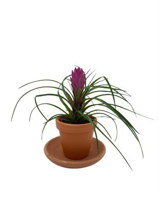 Tillandsia Cyanea (Air Plant)