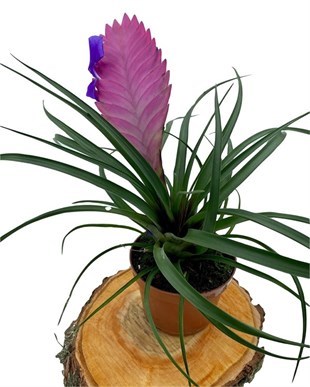 Tillandsia Cyanea (Air Plant) Çap 8.5