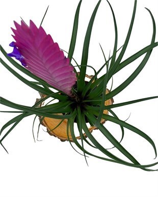 Tillandsia Cyanea (Air Plant) Çap 8.5