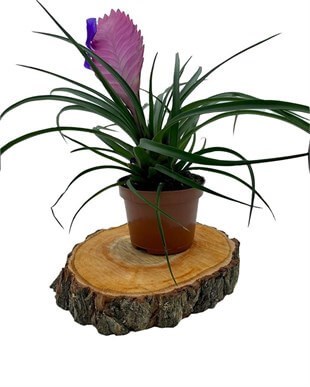 Tillandsia Cyanea (Air Plant) Çap 8.5