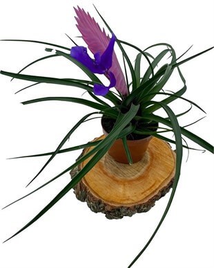 Tillandsia Cyanea (Air Plant) Çap 8.5