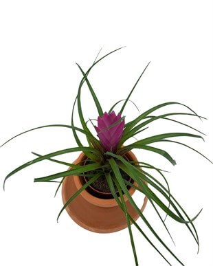 Tillandsia Cyanea (Air Plant)