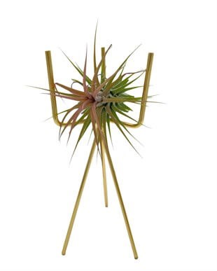 Tillandsia Ionantha Air Plant Hava Bitkisi