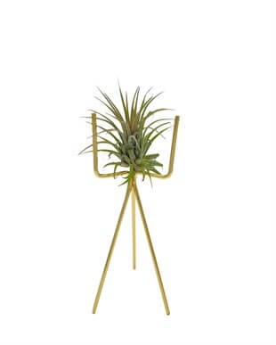 Tillandsia Ionantha Air Plant Hava Bitkisi