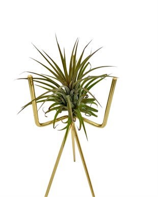Tillandsia Ionantha Air Plant Hava Bitkisi