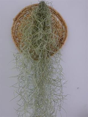 Tillandsia Usneoides Air Plant Hava Bitkisi