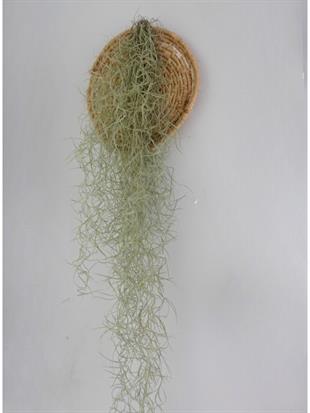Tillandsia Usneoides Air Plant Hava Bitkisi