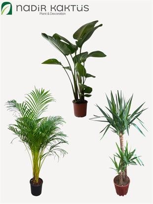 Tropik Ferahlık Üçlüsü – Büyük Boy Favori Salon Seti ( Sarliçe 3 Gövdeli 150 - 180 Cm - Areka Palmiyesi XL 180 Cm - Yuka 3 Gövdeli 150 Cm )