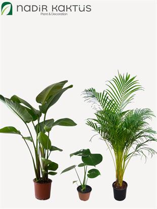 Tropik Salon Seti ( Areka Palmiyesi XL 180 Cm - 3 Gövdeli Starliçe 170 Cm - Monstera Deve Tabanı)