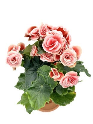 Tuberous Begonia (Yumrulu, Katmerli Begonya) Pembe