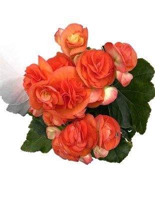 Tuberous Begonia (Yumrulu, Katmerli Begonya) Turuncu