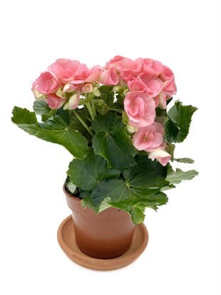 Tuberous Begonia (Yumrulu, Katmerli Begonya) Pembe
