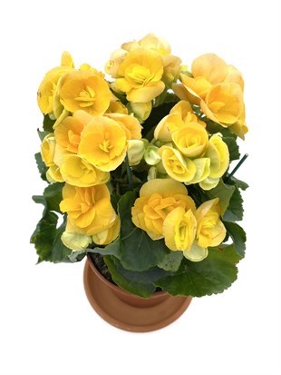 Tuberous Begonia (Yumrulu, Katmerli Begonya Çiçeği) Sarı