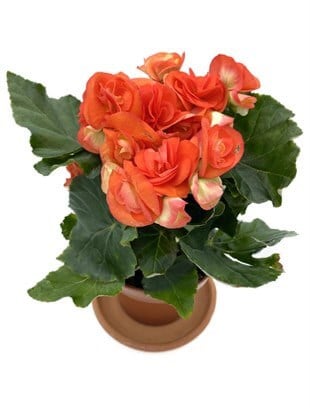Tuberous Begonia (Yumrulu, Katmerli Begonya) Turuncu