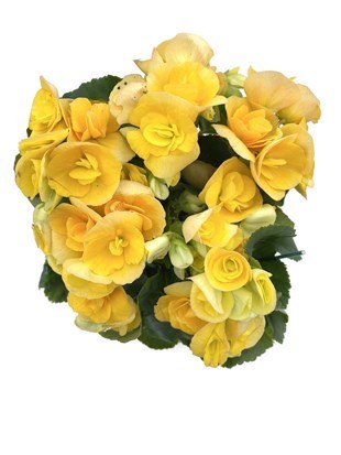 Tuberous Begonia (Yumrulu, Katmerli Begonya Çiçeği) Sarı