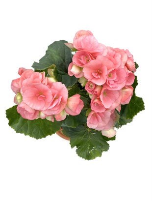Tuberous Begonia (Yumrulu, Katmerli Begonya) Pembe