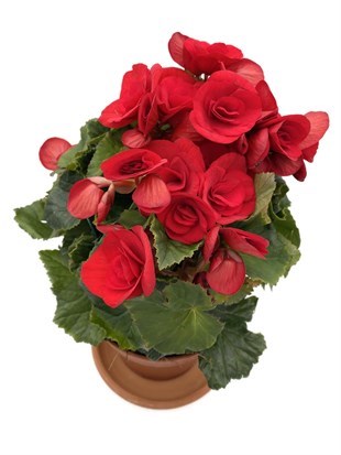 Tuberous Begonia (Yumrulu, Katmerli Begonya) Kırmızı
