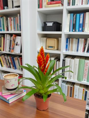 Turuncu Alev Kılıcı – Vriesea Asteria (Vrezya) - Egzotik Seri