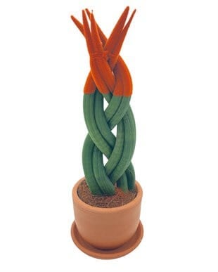Turuncu Renkli Kadife Örgülü Sansevieria Cylindrica (Paşa Kılıcı) 
