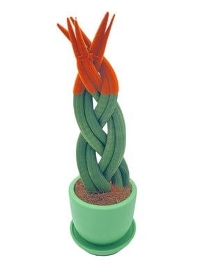 Turuncu Renkli Kadife Örgülü Sansevieria Cylindrica (Paşa Kılıcı) 