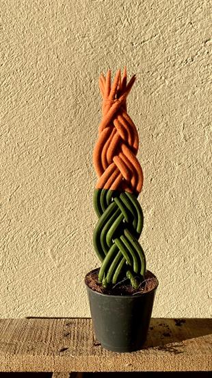 Turuncu Renkli Kadife Örgülü Sansevieria Cylindrica (Paşa Kılıcı) 