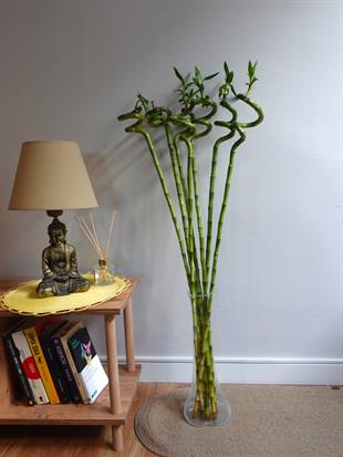 Vazolu Şans Bambusu Seti – 100-110 cm Büyük Boy & Dekoratif Cam Vazo