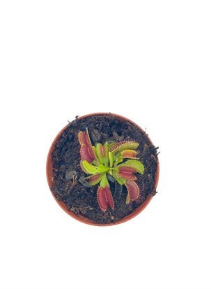 Venus Fly Trap Etobur Böcek Yiyen Bitki