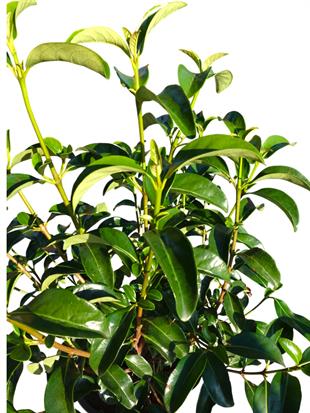 Viburnum Lucidum (Parlak Yapraklı Kartopu) – Ekstra Parlak & Geniş Yapraklı Çit Bitkisi