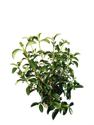 Viburnum Lucidum (Parlak Yapraklı Kartopu) – Ekstra Parlak & Geniş Yapraklı Çit Bitkisi