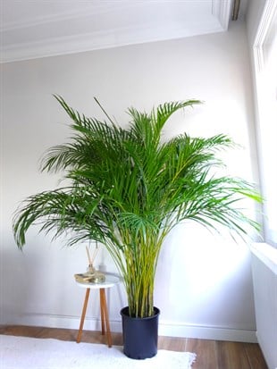 XXL Dev Areka Palmiyesi – Areca Dypsis Lutescens (180-200 cm Dolgun Form)