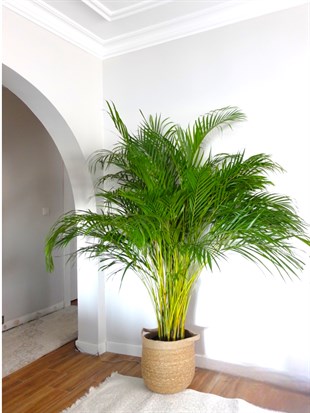 XXL Dev Areka Palmiyesi – Areca Dypsis Lutescens (180-200 cm Dolgun Form)