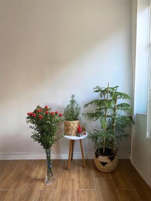 Yeni Yıl Başarı Seti - Arokarya 2 Gövdeli - Pinus Pinea - Kokina Buketi