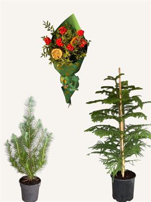 Yeni Yıl Başarı Seti - Arokarya 2 Gövdeli - Pinus Pinea - Kokina Buketi