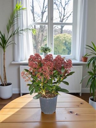 Yeni Yıl Yeni Başlangıçlar Seti - Arokarya - Skimmia Japonica - Elwoodii Çamı