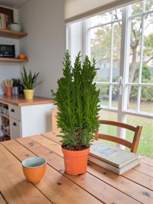 Yeni Yıl Yeni Başlangıçlar Seti - Arokarya - Skimmia Japonica - Elwoodii Çamı