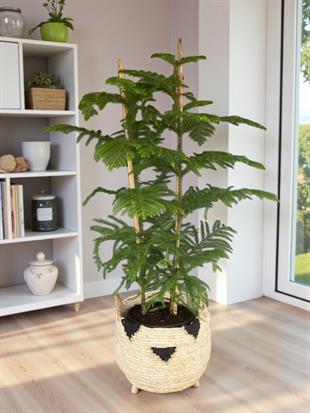 Yılbaşı Çamı Arokarya Salon Çamı 2 Gövdeli  Büyük Boy 120 - 140 Cm (Araucaria Heterophylla)