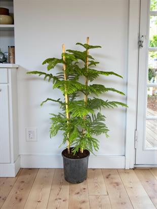 Yılbaşı Çamı Arokarya Salon Çamı 2 Gövdeli  Büyük Boy 120 - 140 Cm (Araucaria Heterophylla)