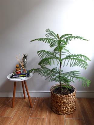 Yılbaşı Çamı Arokarya Salon Çamı XL Büyük Boy 100 - 120 Cm (Araucaria Heterophylla)