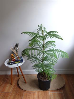 Yılbaşı Çamı Arokarya Salon Çamı XL Büyük Boy 100 - 120 Cm (Araucaria Heterophylla)