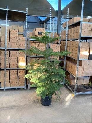 Yılbaşı Çamı Arokarya Salon Çamı XXL Dev Boy 180 - 200 Cm (Araucaria Heterophylla)