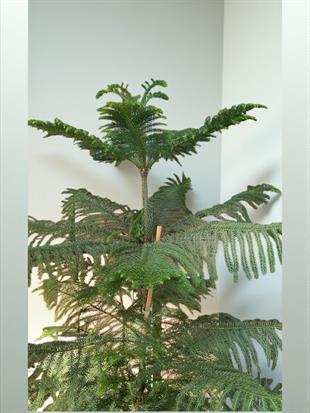 Yılbaşı Çamı Arokarya Salon Çamı XXL Dev Boy 180 - 200 Cm (Araucaria Heterophylla)