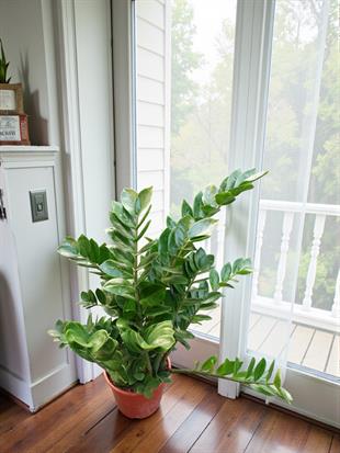 Zamia Zamiifolia XXL – Zeze Bitkisi 80-90 cm - Zahmetsiz Şıklık