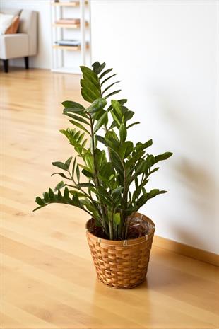 Zamioculcas Zamiifolia XL - Zamia ZeZe Bitkisi