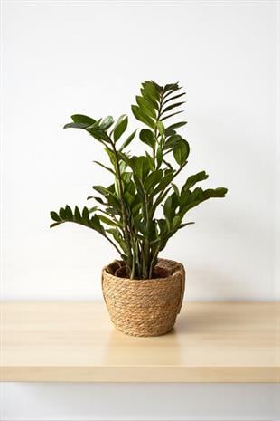 Zamioculcas Zamiifolia XL - Zamia ZeZe Bitkisi