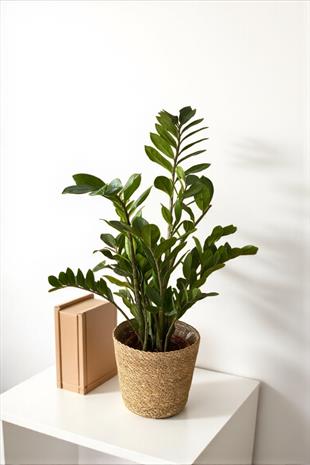 Zamioculcas Zamiifolia XL - Zamia ZeZe Bitkisi