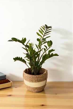 Zamioculcas Zamiifolia XL - Zamia ZeZe Bitkisi